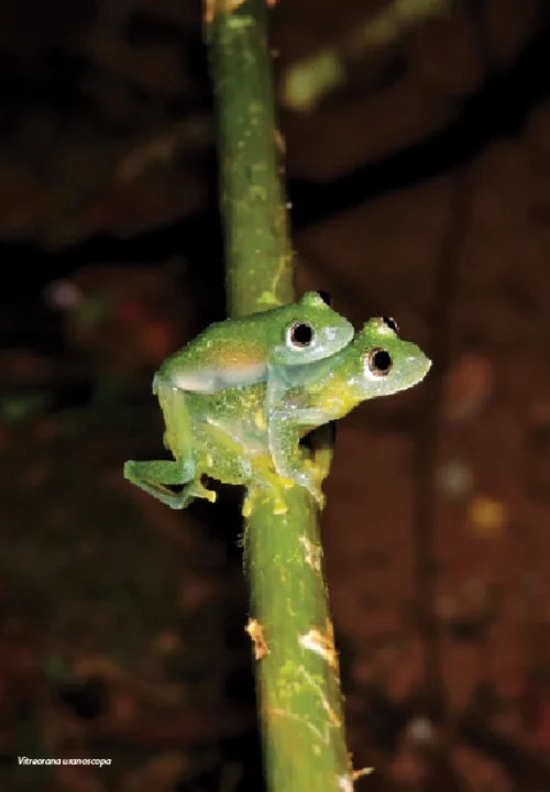 01 Livro Anfibios do Quadrilatero Ferrifero
