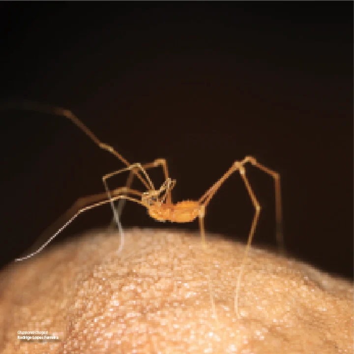 01 Livro Fauna Carvenicola do Brasil