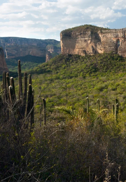 01 Livro Jardins da Arara de Lear
