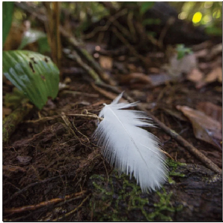 01 Livro Projeto Harpia 20 anos