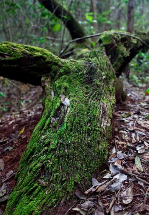 01 Livro Restauracao e Consevacao de Matas Cilares
