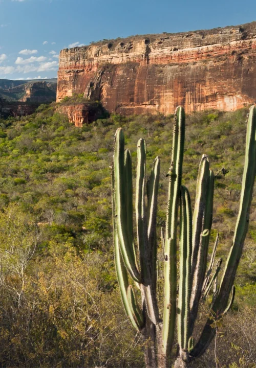 02 Livro Jardins da Arara de Lear