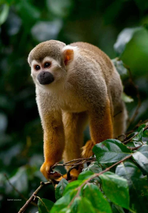 03 Livro Fauna da Floresta Nacional de Carajas