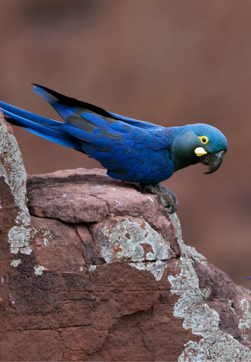 03 Livro Jardins da Arara de Lear