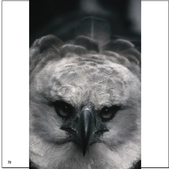 03 Livro Projeto Harpia 20 anos