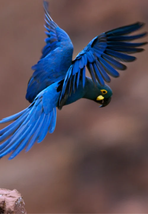 04 Livro Jardins da Arara de Lear