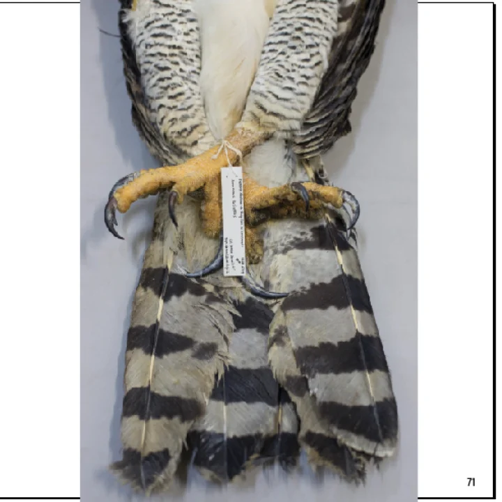 04 Livro Projeto Harpia 20 anos