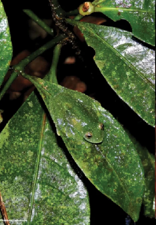 05 Livro Anfibios do Quadrilatero Ferrifero