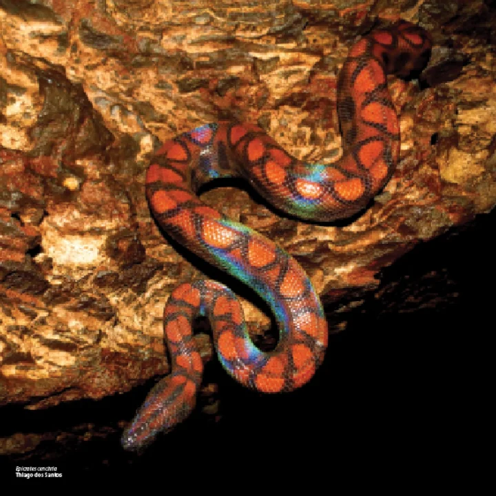 05 Livro Fauna Carvenicola do Brasil