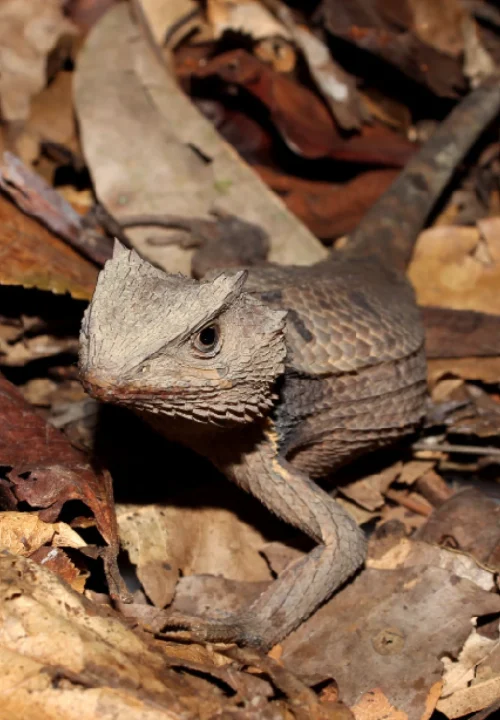 05 Livro Fauna de Vertebrados do Entorno