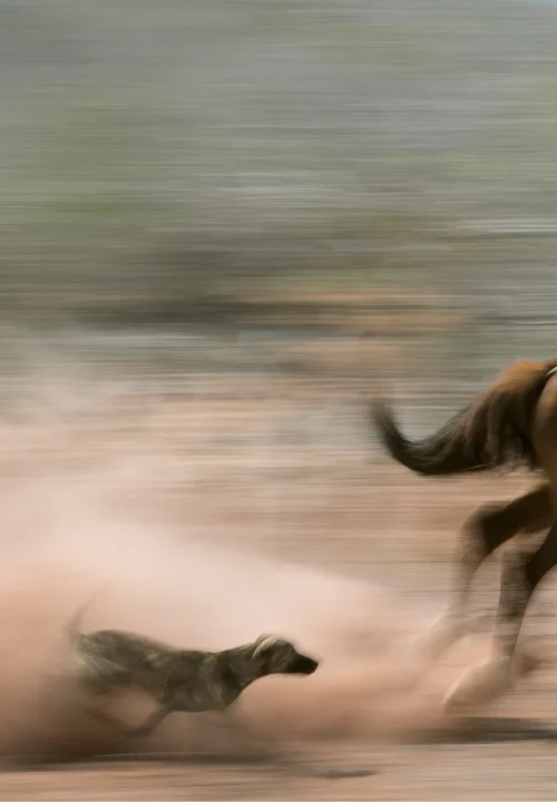 05 Livro Jardins da Arara de Lear