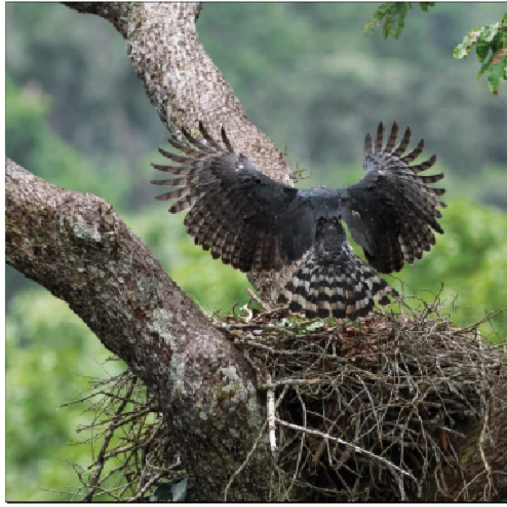 05 Livro Projeto Harpia 20 anos