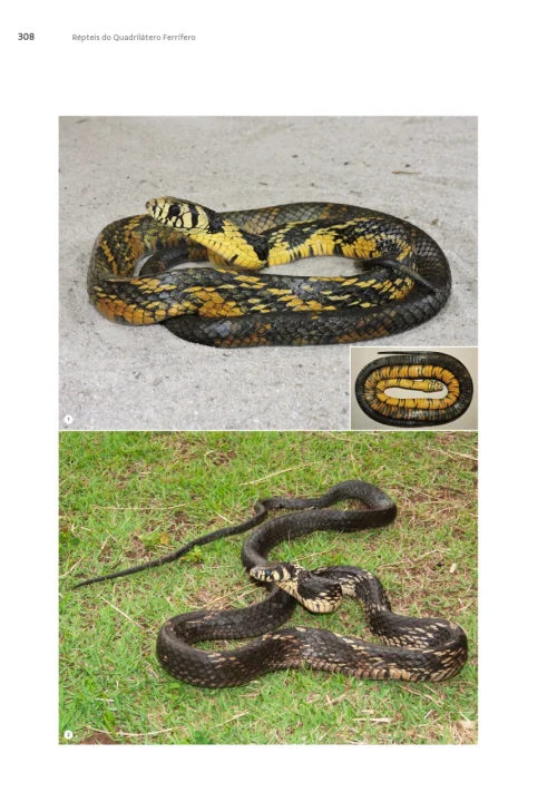 05 Livro Repteis do Quadrilatero