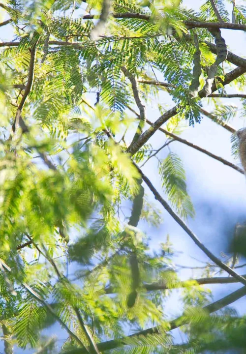 05 Livro Restauracao e Consevacao de Matas Cilares