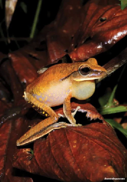 06 Livro Anfibios do Quadrilatero Ferrifero