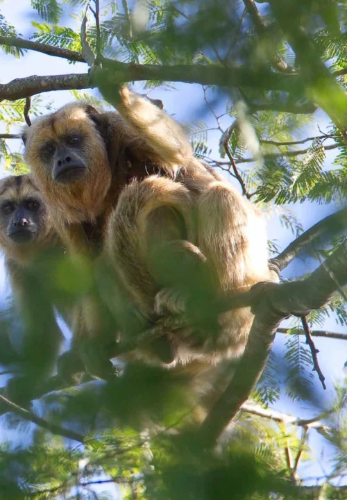 06 Livro Restauracao e Consevacao de Matas Cilares