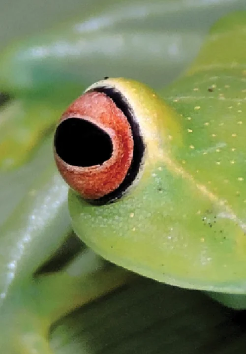 07 Livro Anfibios do Quadrilatero Ferrifero