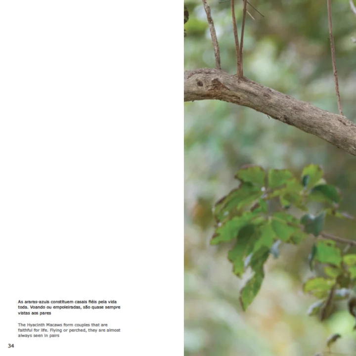 07 Livro Arara Azul