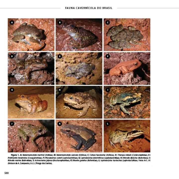 07 Livro Fauna Carvenicola do Brasil