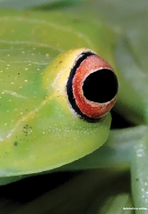 08 Livro Anfibios do Quadrilatero Ferrifero