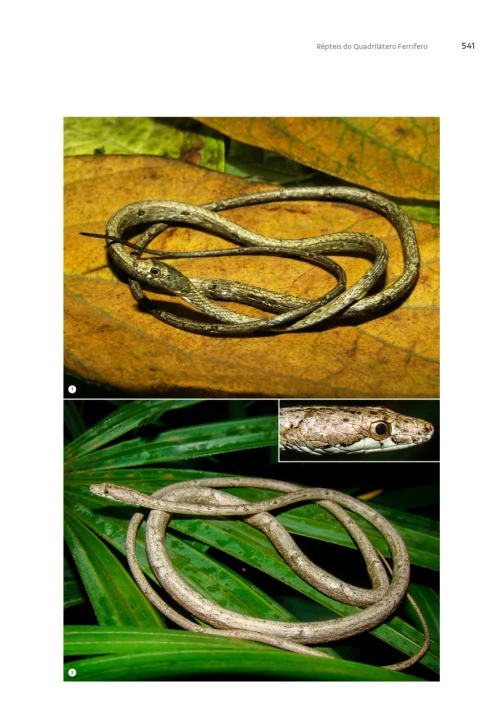 08 Livro Repteis do Quadrilatero