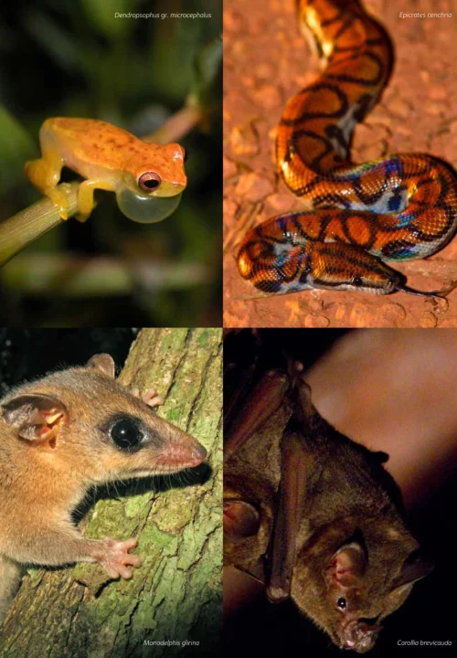 09 Livro Fauna da Floresta Nacional de Carajas