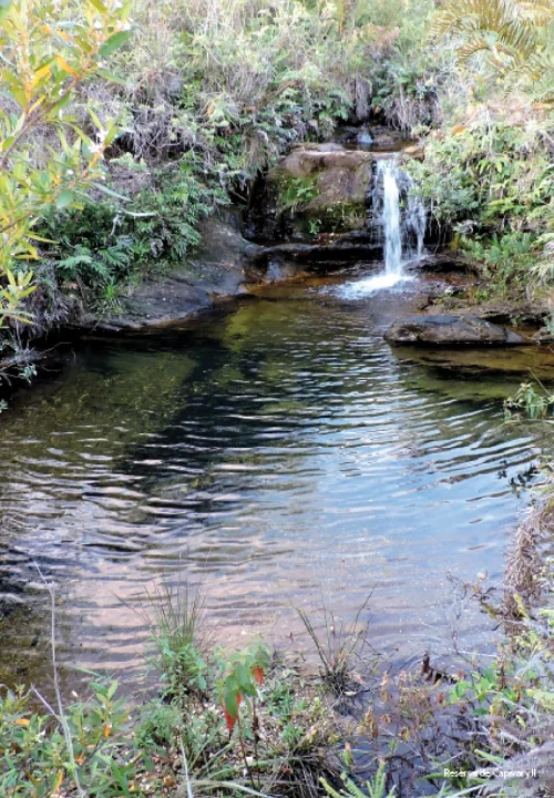 10 Livro Anfibios do Quadrilatero Ferrifero