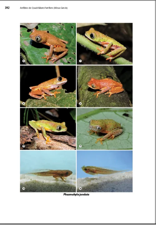11 Livro Anfibios do Quadrilatero Ferrifero