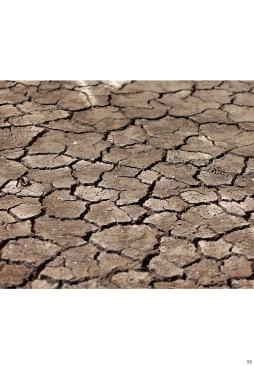 12 Livro Jardins da Arara de Lear