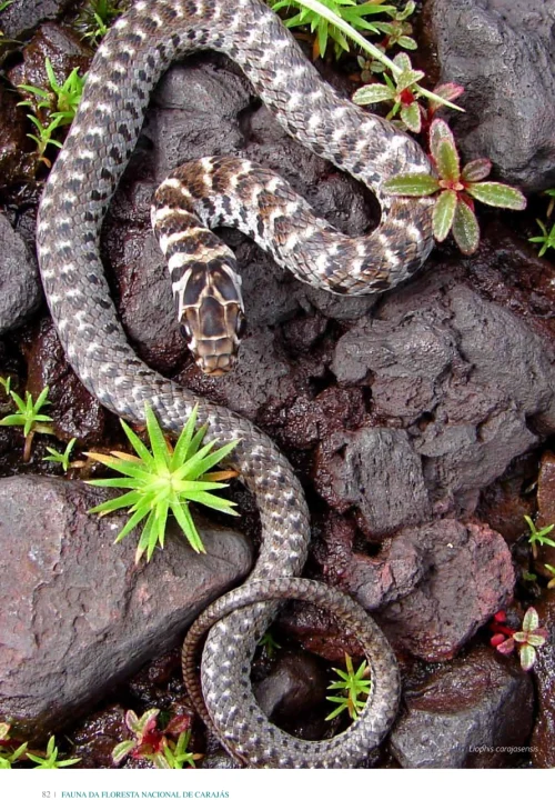 13 Livro Fauna da Floresta Nacional de Carajas
